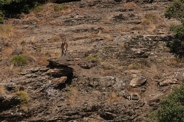 Cabra Montanha Lado Uma Montanha Sierra Nevada Arbustos Árvores Pedras — Fotografia de Stock