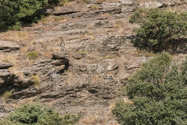 Cabra Montanha Lado Uma Montanha Sierra Nevada Arbustos Árvores Pedras — Fotografia de Stock