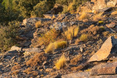 Dağdaki taşlık bir bölgede çimenler, çeşitli bitki türleri vardır.