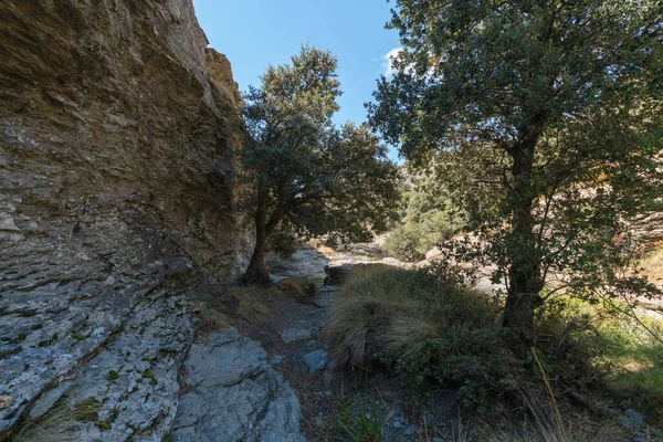 Árvores Uma Área Montanhosa Sierra Nevada Grama Arbustos Uma Parede — Fotografia de Stock