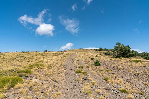 Mountainous Landscape Sierra Nevada Southern Spain Pine Forest Stones Grass — Stock Photo, Image