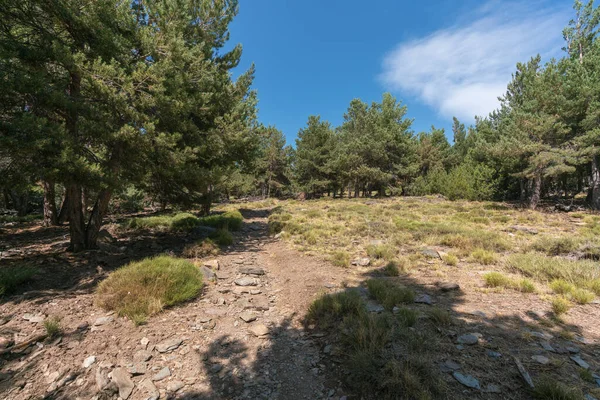 pine forest in Sierra Nevada in southern Spain, there are stones, pieces of branches and pine leaves lying on the ground, the sky has clouds