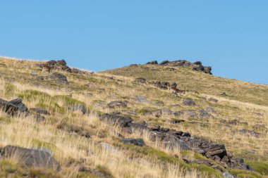 Güney İspanya 'da Sierra Nevada' nın dağlık arazisi. Yerde bitki örtüsü var, gökyüzü açık.