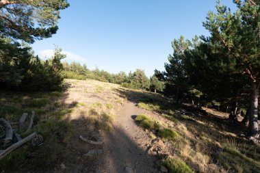 Sierra Nevada dağının yolu, yerde çam ormanı ve çim var, tahta bir direk var ve gökyüzünde bulutlar var.
