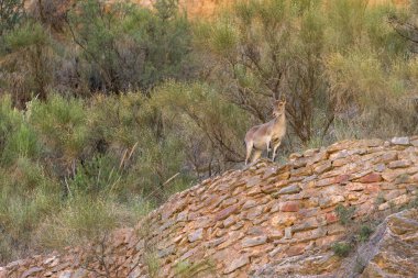 Dağın yamacında dağ keçisi, çalılar ve ağaçlar var, taş duvarlar var.
