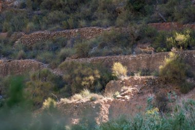 Dağın yamacında dağ keçisi, çalılar ve ağaçlar var, taş duvarlar var.