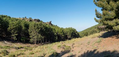 Sierra Nevada 'da bitki örtüsü olan bir vadi var, bir çam ormanı var, çalılar var, yerde taşlar ve kayalar var, gökyüzü açık.