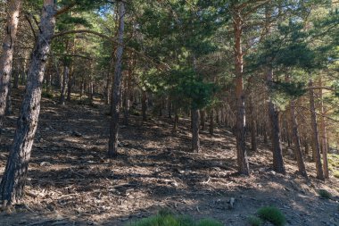 Sierra Nevada 'nın yamacında çam ormanı. Yerde kurumuş dallar ve taşlar var.,