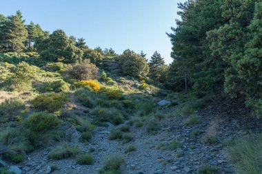 Sierra Nevada 'da bitki örtüsü olan bir vadi var, bir çam ormanı var, çalılar var, yerde taşlar ve kayalar var, gökyüzü açık.