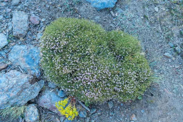 Einheimische Pflanze Des Hochgebirges Die Pflanze Hat Kleine Blüten Gibt — Stockfoto