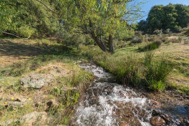 Bir hendekten akan berrak su, bitkiler ve ağaçlar var.