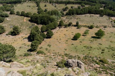 Sierra Nevada 'da çam ormanları, çalılar ve çimenler, kayalar ve taşlar var.