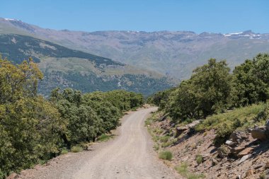 Güney İspanya 'da Sierra Nevada' da toprak yol, dağlarda kar var, meşe ağaçları ve çalılar var, gökyüzü açık.