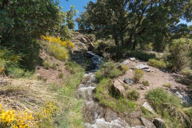 Bir hendekten akan kristal berrak su, meşe ağaçları, çimenler ve çalılar var, taşlar var.