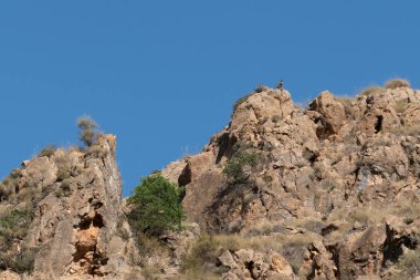 Bir uçurumun tepesinde dağ keçisi, bir ağaç ve çalılar var, kayalık bir bölge, gökyüzü açık.