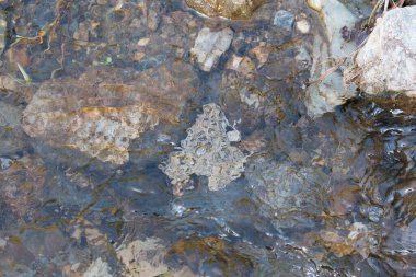 Nehirde suyun altında bir kurbağa, su kristal berraklığında, taşlar ve kabarcıklar var.