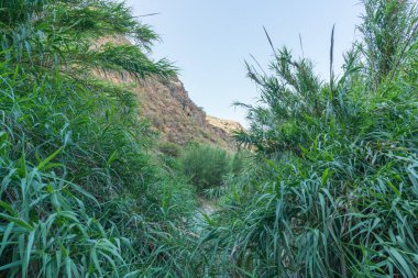 İspanya 'nın güneyindeki bir nehirdeki kamış tarlaları, dağın eteklerinde çalılar var ve gökyüzü açık.