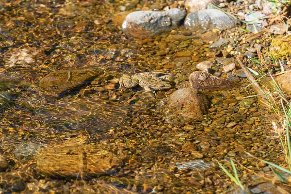 Żaba Pod Wodą Rzece Woda Jest Krystalicznie Czysta Kamienie Bąbelki — Zdjęcie stockowe