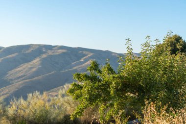 Dağda yeşil yaprakları olan badem ağacı, dağlık bir bölge ve gökyüzü açık.