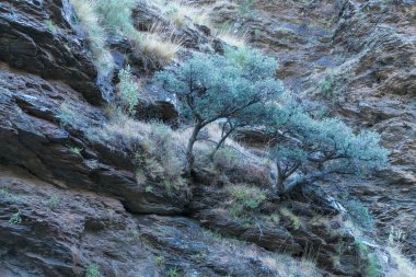 Sierra Nevada 'nın dik bir bölgesindeki ağaçlar, çalılar ve otlarla kaplı kayalık bir alandır.