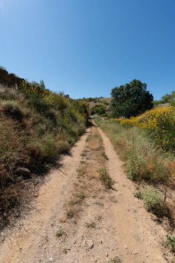 Tarlada toprak izleri, ağaçlar, sarı çiçekli çalılar ve çimenler var, gökyüzü temiz.