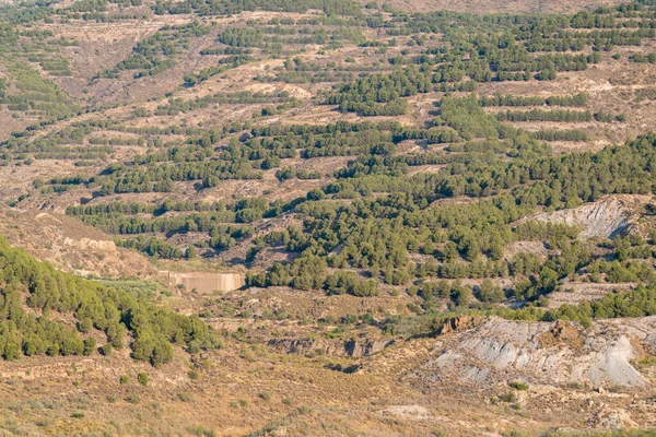 옆에는 소나무 계곡과 바위가 있습니다 — 스톡 사진