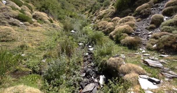 水流过一条小河 那里有高山植被 有石头 — 图库视频影像