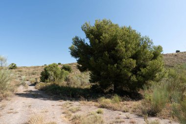 İspanya 'nın güneyindeki bir bitki örtüsü bölgesinde toprak yol, çam ağaçları ve çalılar vardır. Gökyüzü açık.
