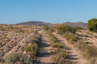 İspanya 'nın güneyindeki dağlarda toprak yol, çalılar ve çam ağacı var, gökyüzü açık.