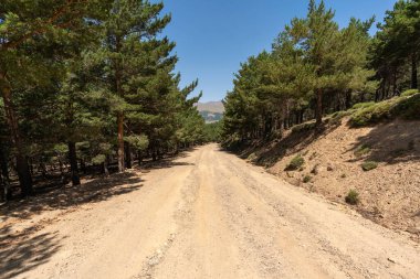 Sierra Nevada 'da orman yolu, bir çam ormanı var, çalılar ve taşlar var, gökyüzü açık.