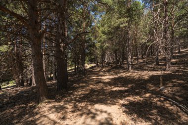Sierra Nevada dağındaki çam ağaçlarının arasında toprak yol var. Çam ormanı ve çalılar var. Taşlar var.
