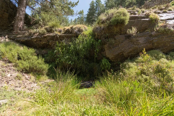 Parede Rocha Cercada Por Vegetação Árvores Grama Verde — Fotografia de Stock