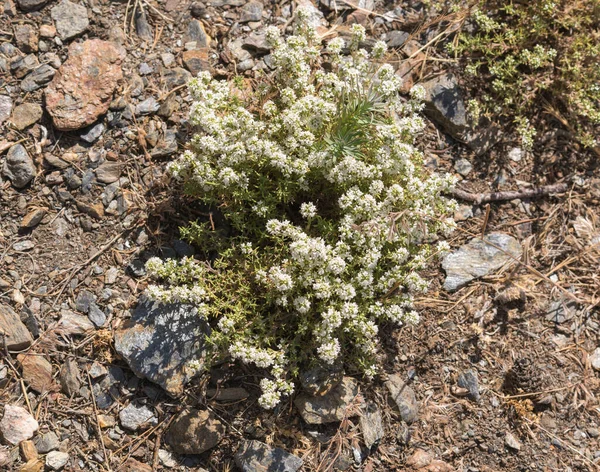 Liten Blommande Växt Berget Blomman Vit Det Finns Stenar Och — Stockfoto