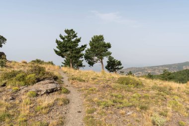 Sierra Nevada dağında bir grup çam, çalılar ve taşlar var, gökyüzü açık.