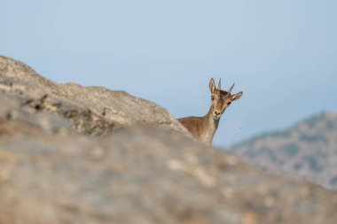 Dağ keçileri kayanın tepesinde, dağ keçilerinin iki boynuzu vardır ve kahverengi ve gridir.