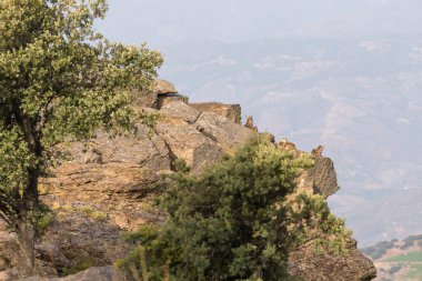 Kayaların tepesinde dağ keçileri, çalılar ve ağaçlar var, kayalar var.