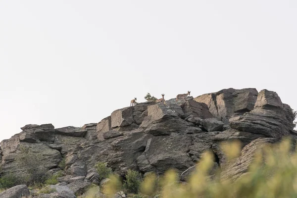 Cabras Montanha Topo Rocha Arbustos Uma Formação Rocha Céu Claro — Fotografia de Stock