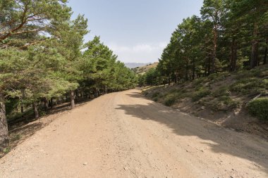 Sierra Nevada 'da orman yolu, çam ormanı, dağlar var ve gökyüzü açık.