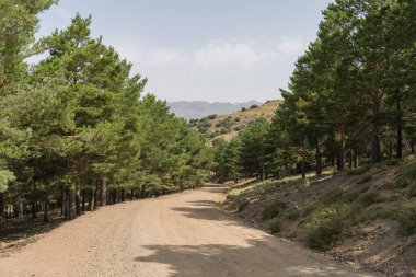 Sierra Nevada 'da orman yolu, çam ormanı, dağlar var ve gökyüzü açık.