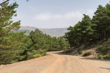 Sierra Nevada 'da orman yolu, çam ormanı, dağlar var ve gökyüzü açık.