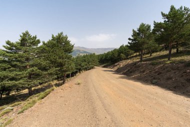 Sierra Nevada 'da orman yolu, çam ormanı, dağlar var ve gökyüzü açık.