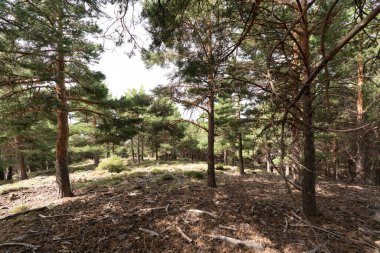 Sierra Nevada 'da çam ormanı, kuru kütükler, çimenler ve taşlar var, gökyüzü açık.