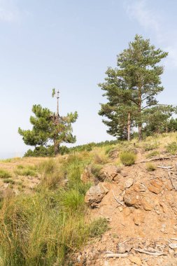 Sierra Nevada dağında çam ağaçları, taşlar ve bitki örtüsü var, gökyüzü açık.