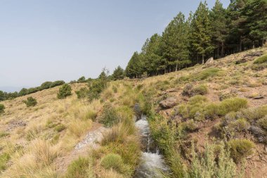 Sierra Nevada 'da bir sulama kanalından akan su. Çam ağaçları ve çalılardan oluşan bir orman var. Taşlar var ve gökyüzü açık.