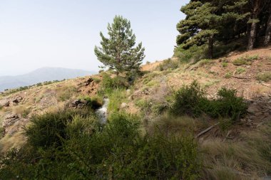İspanya 'nın güneyindeki Sierra Nevada' da ağaçlar, yerde kuru çimenler, taşlar ve gökyüzü açık.