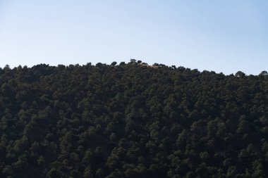 Dağın tepesinde bir çam ormanı var ve gökyüzü temiz.