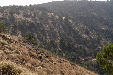 Güney İspanya 'da Sierra Nevada, ağaçlar ve çalılar var, taşlar ve kayalar var, gökyüzü açık ve güneş yükseliyor..