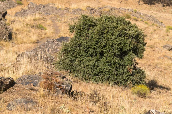Sierra Nevada yamacında küçük bir ağaç, çimenler kuru ve taşlar var.