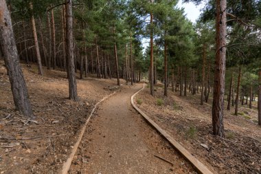 Sierra Nevada 'da bir çam ormanının içinden geçen patika. Yerde kuru dallar, çalılar var.