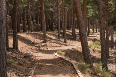 Sierra Nevada 'da bir çam ormanının içinden geçen patika. Yerde kuru dallar, çalılar var.